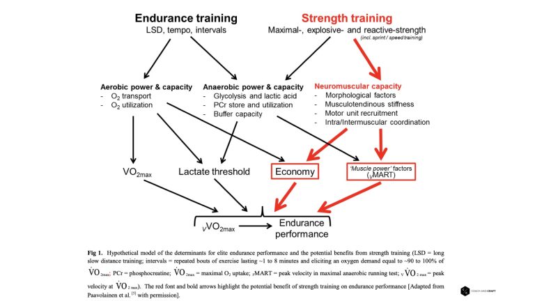 Component of Endurance Performance