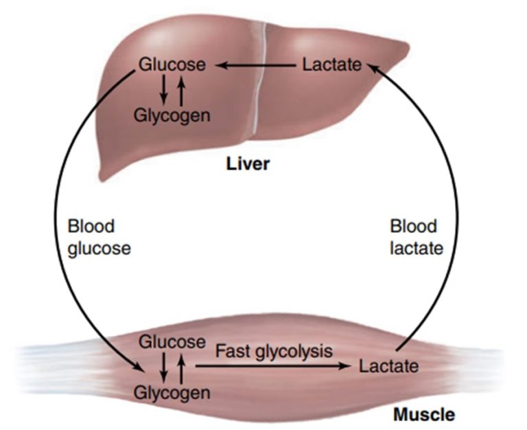 glycolysis-system